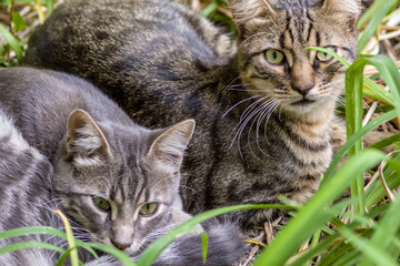 beautiful yard tabby cats