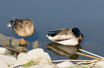 male and female mallards taking a break on a spring day