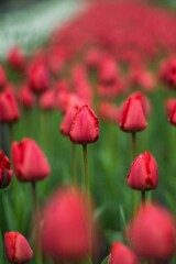 flowers, flower background, nature, tulips, daffodils, flower wallpaper, nature, flower, pink, plant, garden, blossom, bloom, rose, spring, flora, peony, beauty, petal, blooming, tree, red, floral