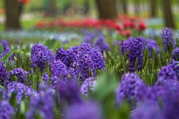 flowers, flower background, nature, tulips, daffodils, flower wallpaper, nature, flower, pink, plant, garden, blossom, bloom, rose, spring, flora, peony, beauty, petal, blooming, tree, red, floral © Oksana