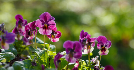 Obraz premium Heartsease viola flower. Colorful pansy flowers in a garden. Spring and summer floral background