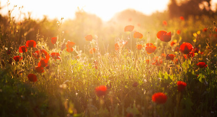 Fototapeta na wymiar red poppies, evening sun flowers, fields of poppies, floral patterns, poppy patterns,