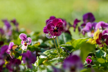 Fototapeta premium Heartsease viola flower.Colorful pansy flowers in a garden. Spring and summer floral background
