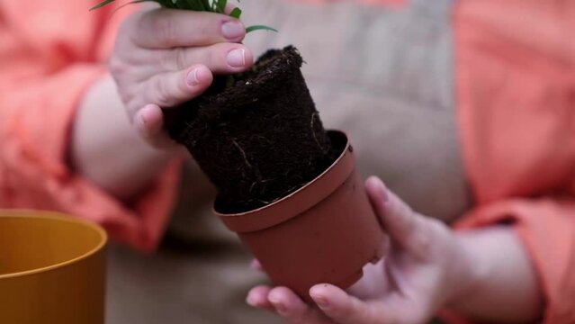 A woman taking care of her indoor garden, tending to her plants during the spring season and carefully repotting hamedorea houseplant in a decorative pot.