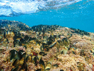 Mussels in their natural habitat, mussels on rocks undersea, group of common mussels together underwater, Sea waves hitting wild mussel on rocks, seafood, nature sea background, black mussels shells.