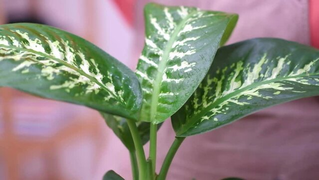water spraying dieffenbachia leaves to keep fresh after repotting in spring time.