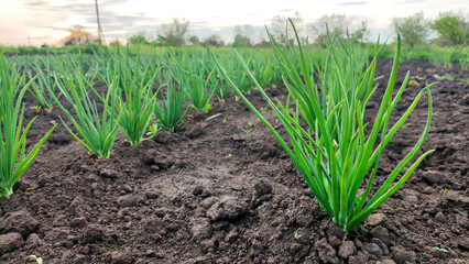 Onion sprouts in the garden. Breeding onions. - 600560403