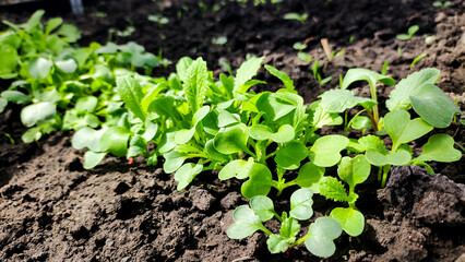Radish grows on the bed. Radish cultivation. - 600560409