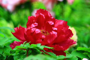 blooming red Peony flower with soft background,close-up of red Peony flower blooming in the garden 
