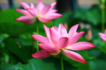 Fototapeta premium Lotus flowers with green leaves,close-up of beautiful pink lotus flowers blooming in the pond 