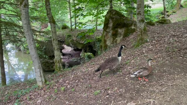 Oie et canard en promenade des oiseaux dans les bois