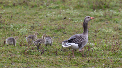 Anser anser, greylag goose, oie cendrée