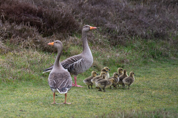 Anser anser, greylag goose, oie cendrée