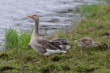 Anser anser, greylag goose, oie cendrée