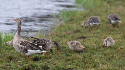 Anser anser, greylag goose, oie cendrée