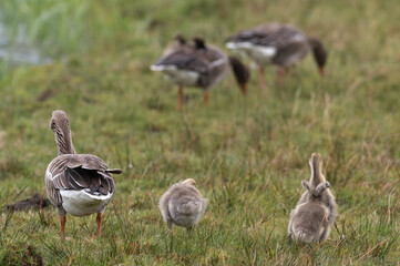 Anser anser, greylag goose, oie cendrée