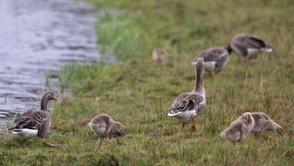 Anser anser, greylag goose, oie cendrée