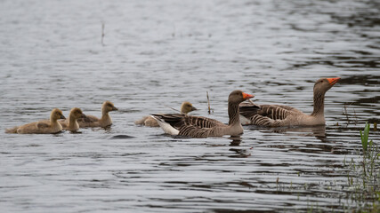 Anser anser, greylag goose, oie cendrée
