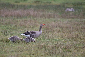 Anser anser, greylag goose, oie cendrée