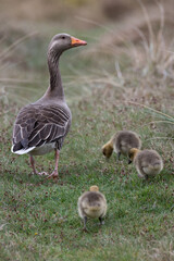 Anser anser, greylag goose, oie cendrée