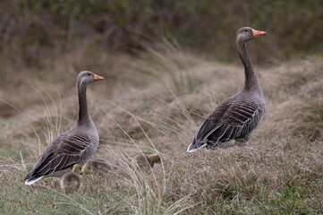 Anser anser, greylag goose, oie cendrée