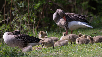 Anser anser, greylag goose, oie cendrée