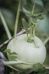 Raw kohlrabi cabage