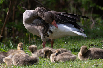 Anser anser, greylag goose, oie cendrée