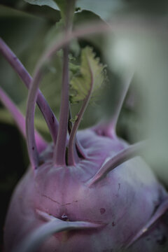 Raw kohlrabi cabbage