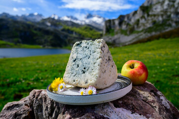 Cabrales artisan blue cheese made by rural dairy farmers in Asturias, Spain from cow’s milk or blended with goat, sheep milk with Picos de Europa mountains and Covadonga lake on background