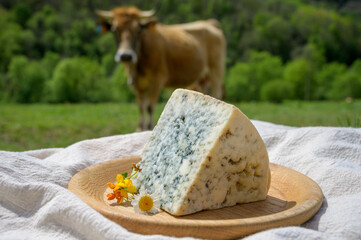 Cabrales artisan blue cheese made by rural dairy farmers in Asturias, Spain from unpasteurized cow’s milk or blended with goat or sheep milk in Picos de Europa. View on cows and pasture.