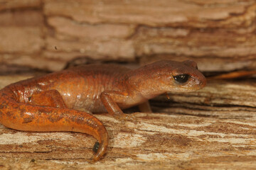 Fototapeta premium Closeup on a colorful red Ensatina eschscholtzii salamander sitting on a piece of wood in North California