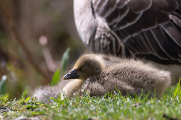Anser anser, greylag goose, oie cendrée