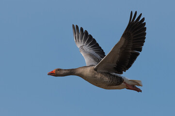 Anser anser, greylag goose, oie cendr&eacute;e
