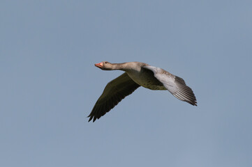 Anser anser, greylag goose, oie cendrée