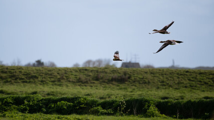 Anser anser, greylag goose, oie cendrée