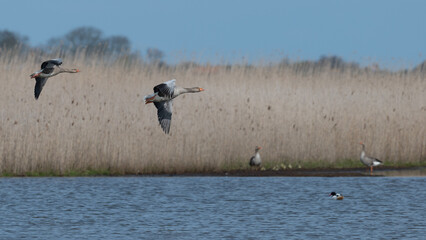 Anser anser, greylag goose, oie cendr&eacute;e