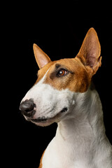 La mirada del bull terrier