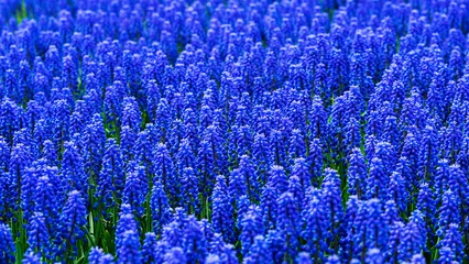 Foto op Plexiglas Donkerblauw Blue muscari flowers on spring meadow, bright spring natural landscape design