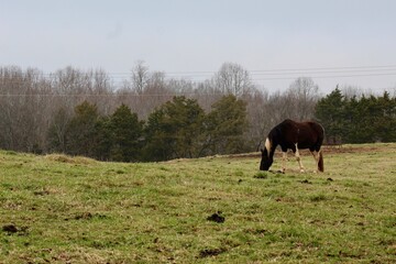 Horse grazing 