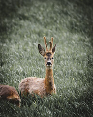 Rehe auf Feld