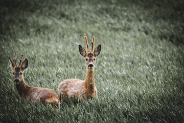 Rehe auf Feld