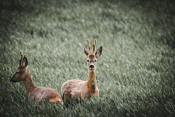 Rehe auf Feld