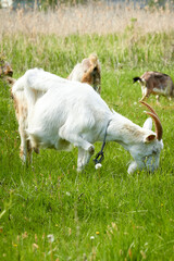 Obraz premium White goat grazing in a meadow on a sunny day