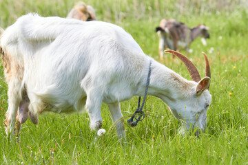 Obraz premium White goat grazing in a meadow on a sunny day