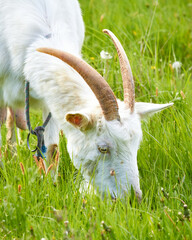 White goat grazing in a meadow on a sunny day, close-up