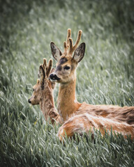 Rehe auf Feld