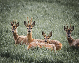 Rehe auf Feld