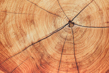 Wood grain texture, growth rings, tree , annual, Cross-section of tree. A piece of sawn wood.   