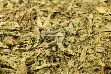 Dried leaves o Lemon verbena in latin Aloysia citrodora background. Macro photo. Close up. Shallow depth of field..Lemon verbena leaf extract is used for its energizing and refreshing properties